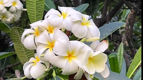 How to Enjoy and Golf at Hapuna & Mauna Kea Resorts, Hawaii's Big Island