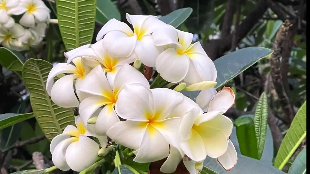 How to Enjoy and Golf at Hapuna & Mauna Kea Resorts, Hawaii's Big Island