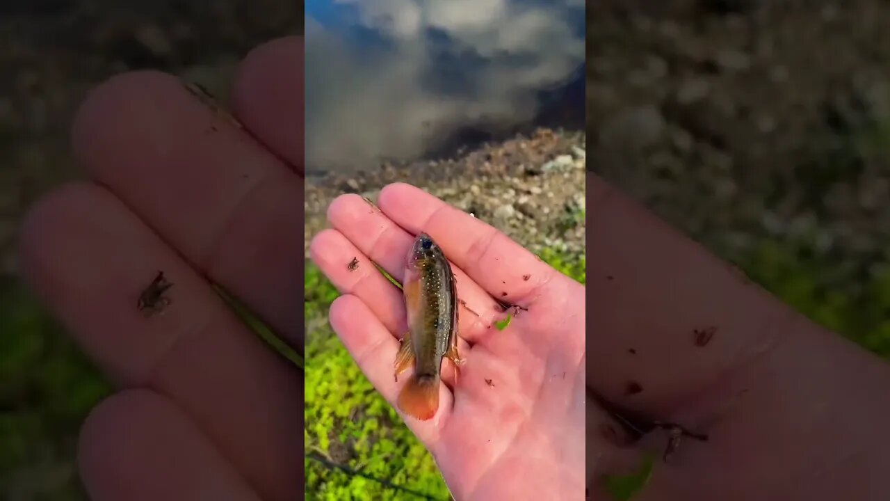 The BEST Peacock BASS bait! | Jewel Cichlid