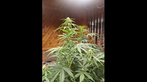 royal queen seeds fat banana autoflowers