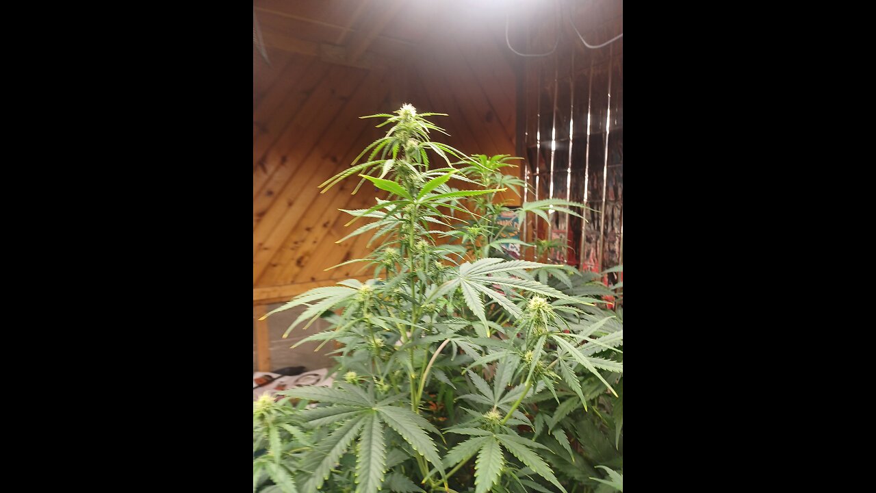 royal queen seeds fat banana autoflowers