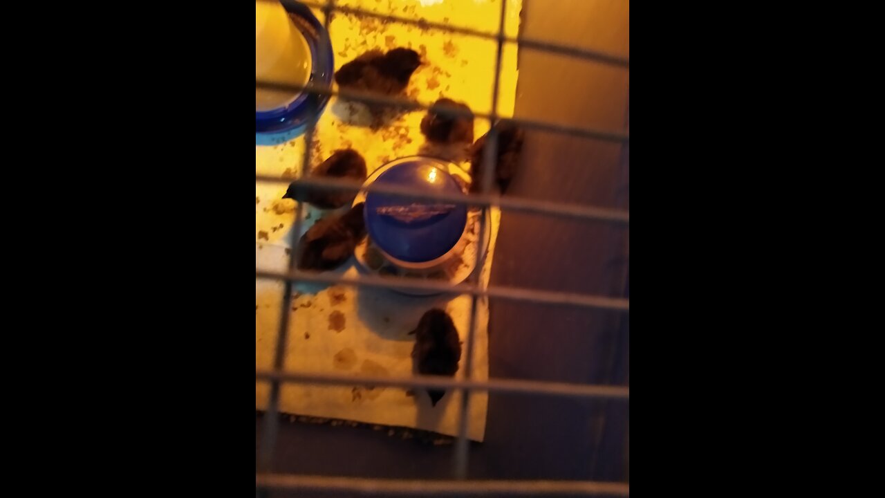 2 Week old pullets in the brooder