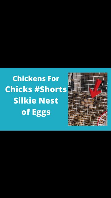 Splash Silkie Hen And Eggs #Shorts