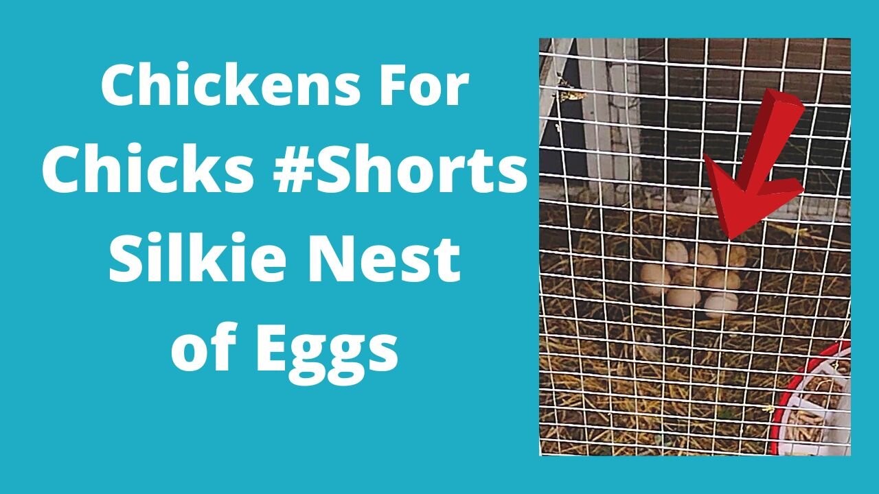 Splash Silkie Hen And Eggs #Shorts