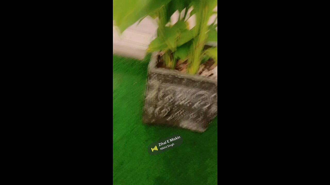 My Own Video | Tiktok