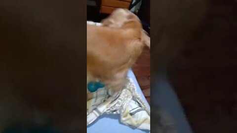 golden dog
