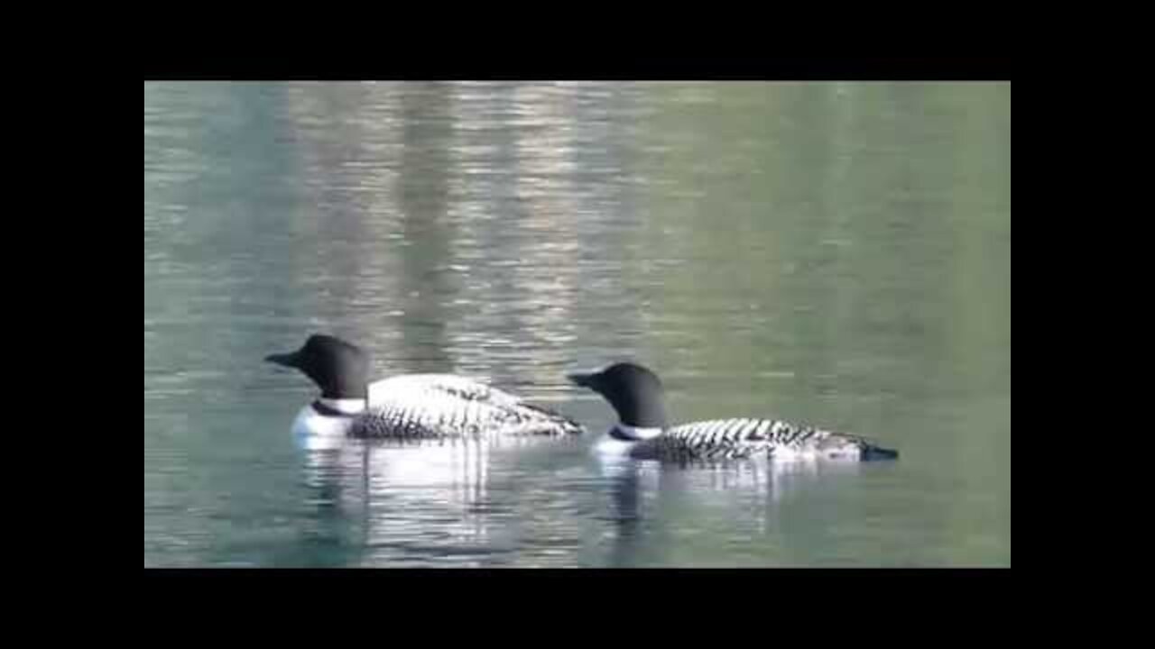 sounds are as mournful or memorable as the Common Loon's