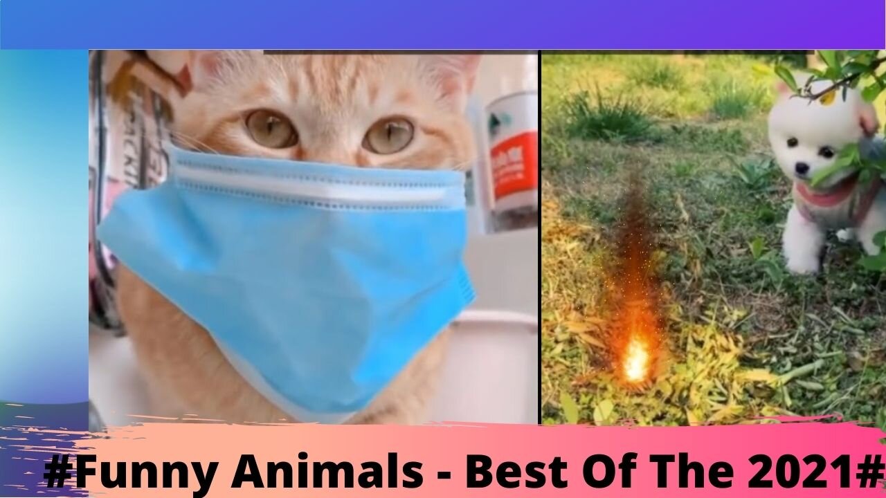 #Funny Animals - Best Of The 2021#