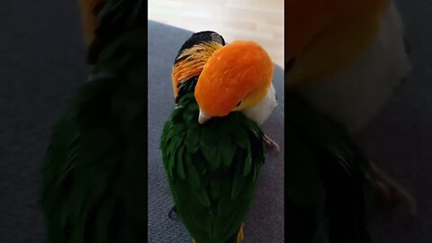 Love of Caique Parrots l #shorts l #caiqueparrots l @BikisAviary
