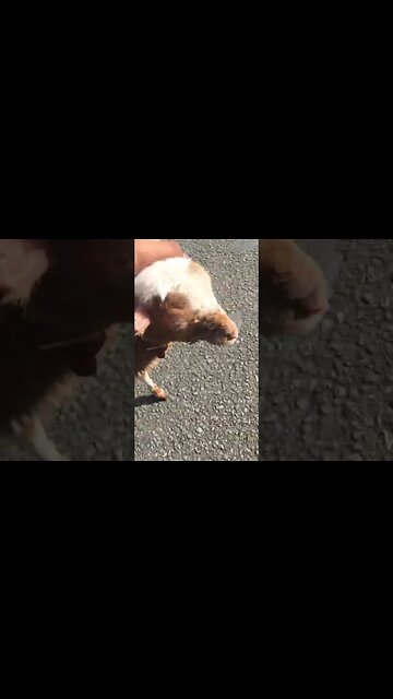 My baby lamb Andrew Tate