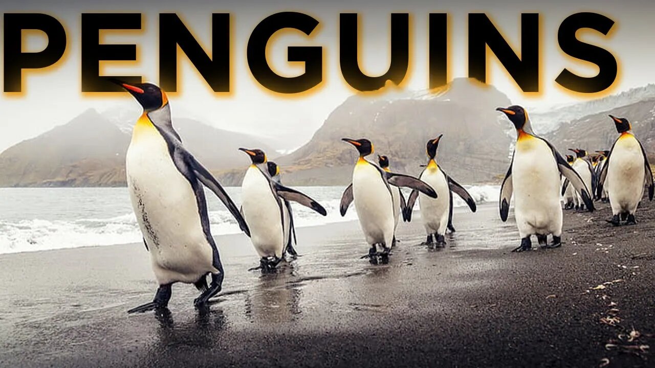 THE BLACK AND WHITE ADORABLE PENGUINS | OLYMPIC DIVERS | FROZEN CONTINENT | TOBOGGANING |HAPPY FEET