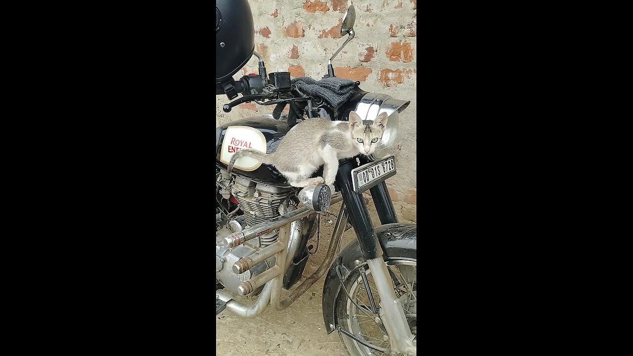 NEW BIKE with CAT