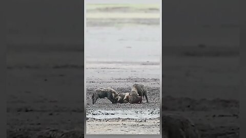 Clan of hyenas hunting its own baby hyena