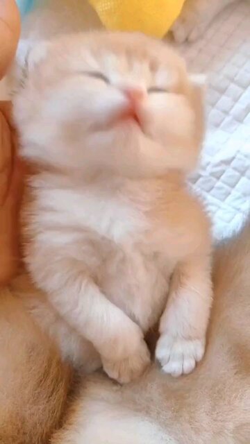 Cat baby that can't wake up