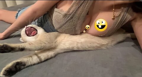 Cute cat funny videos 😂 // funny compilation