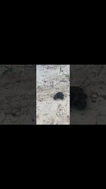 Wild Snake Ties Itself in a Knot! #snake #snakevideo