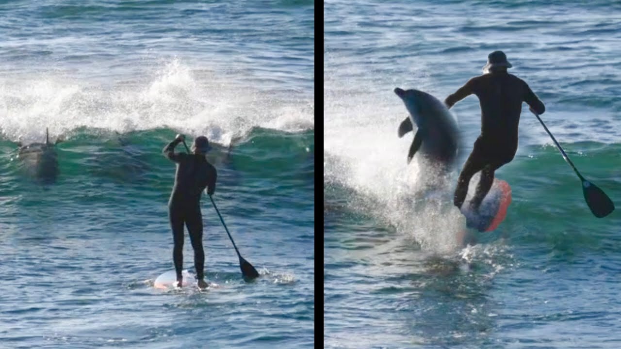 Dolphin Slams into Surfer