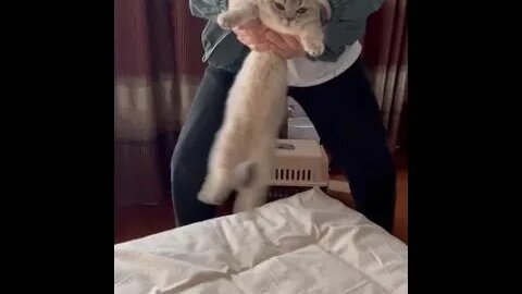 瀟灑貓條，在線邀請你 #貓咪搖 #小奶貓的成長日記#shorts