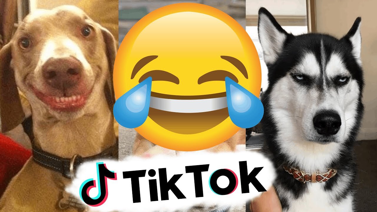 Funniest Animal Videos 🐶 TikTok 🐶 Best Compilations