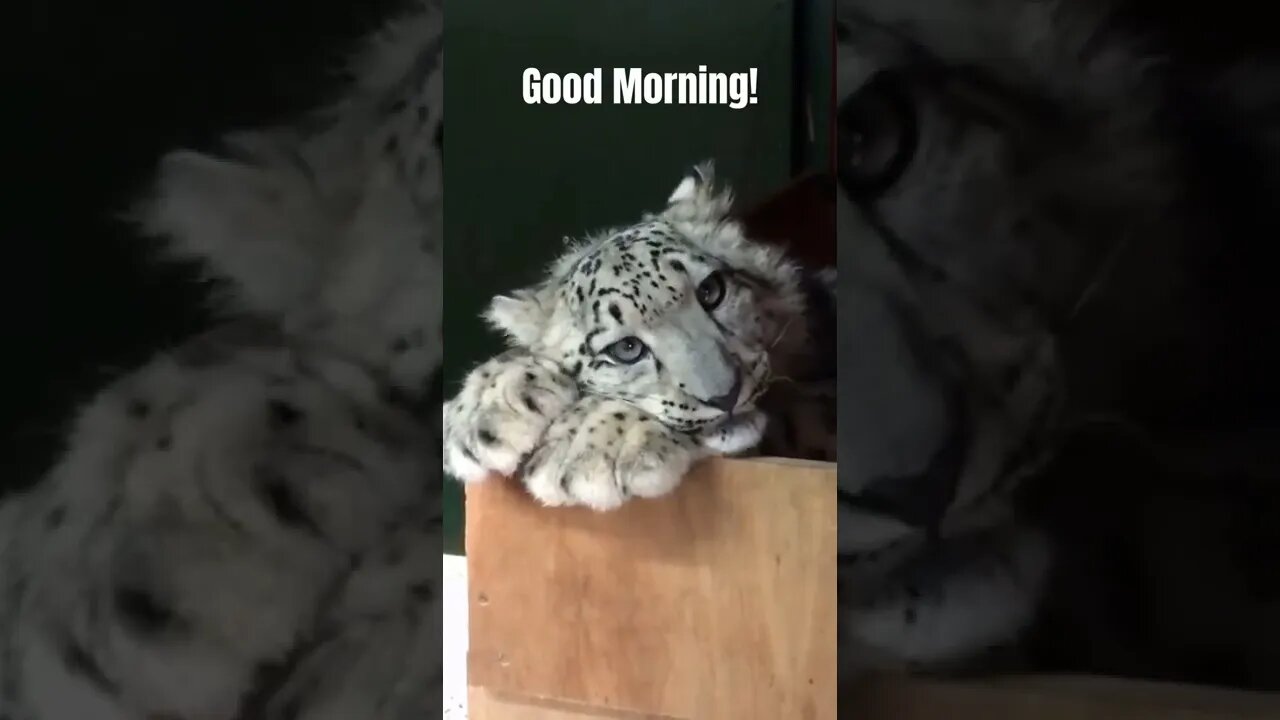 Good Morning 🦁