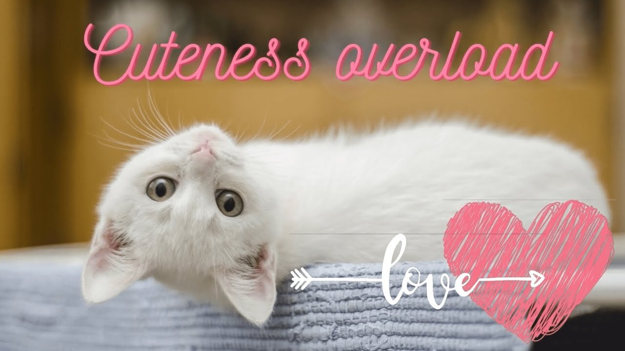 Cuteness Overloaded | Cute Cats Compilation | Funny Cats23-