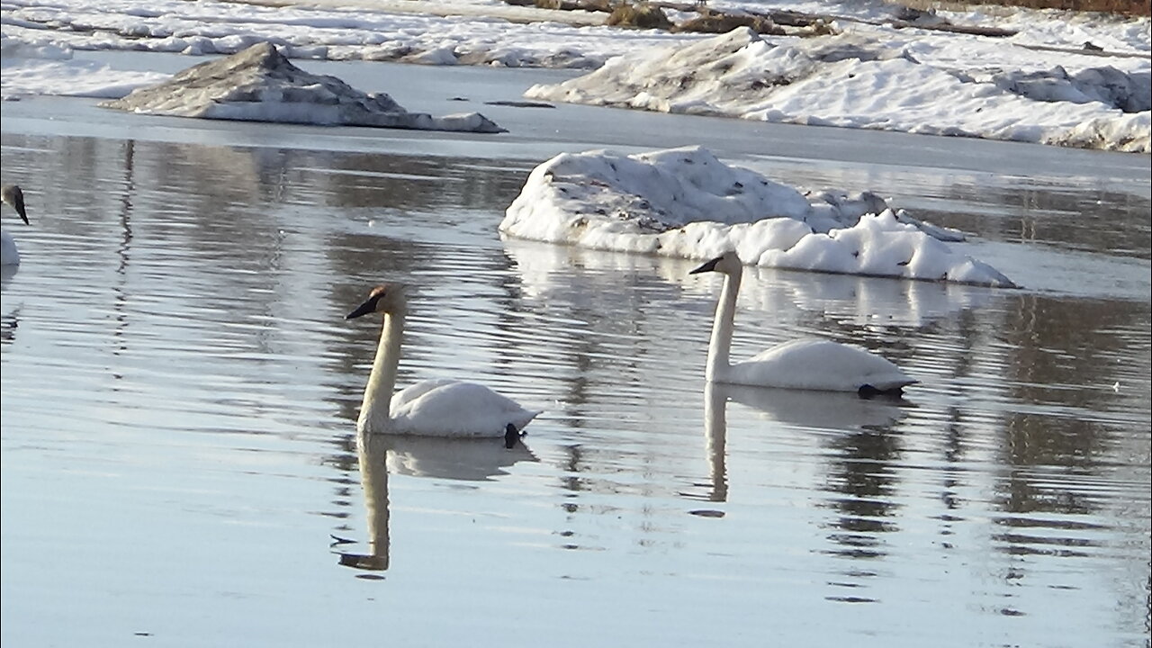 Trumpeter Swans Return to Fairbanks, Alaska in April "휘파람고니" 백조