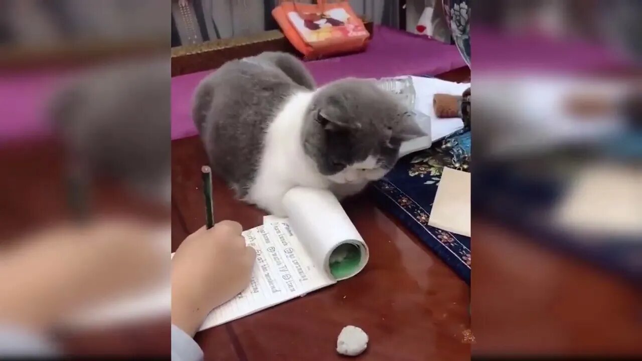 Cats Cute!