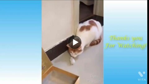 Funny animal videos ~ don't try to laugh by a.i.