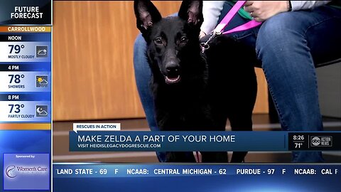 Rescues in Action Dec. 29 | Make Zelda part of your family