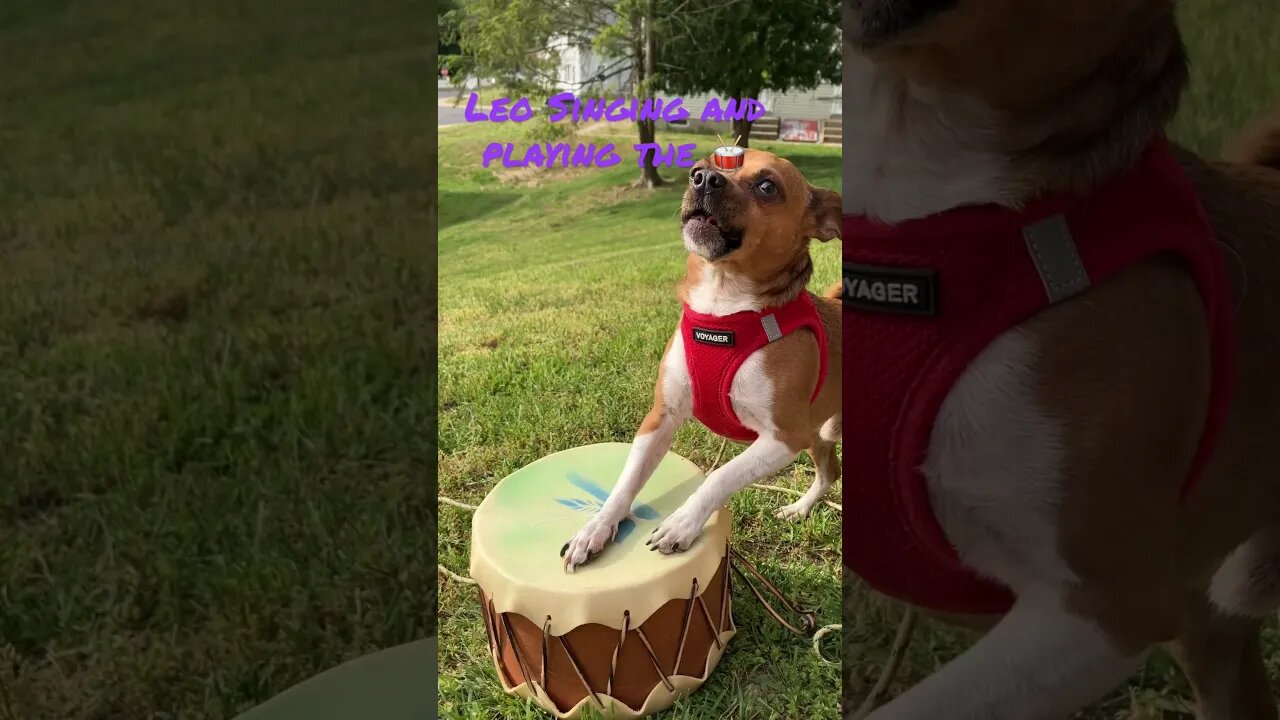 Leo showing off ! #dog #drummer #shorts #fyp