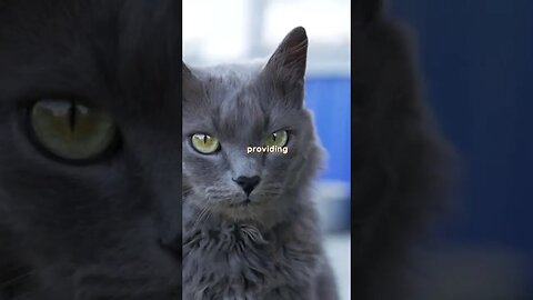 The Truth About Cats' Territories: How to Keep Your Feline Friend Calm and Happy