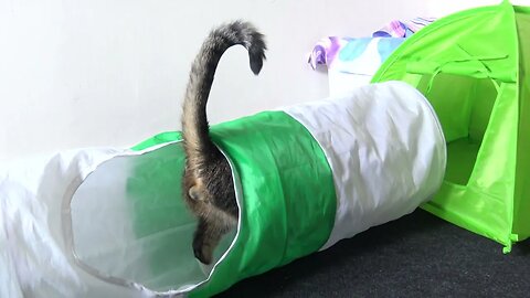 I Saw a Tail, but no Cat