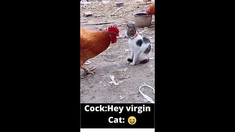 cock vs cat in high version