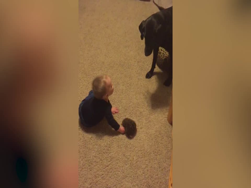 A Boy and his Dog play Together Wonderfully!