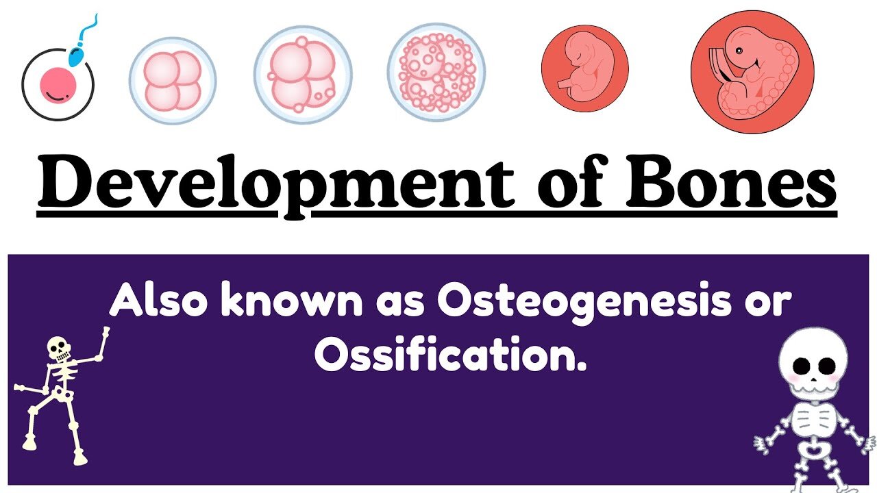 Development of Bones| Ossification of Embryo | Intramembranous and Intracartilaginous | Embryology