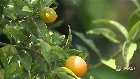 Southwest Florida mom offers tips on how to feed your family for cheap during pandemic