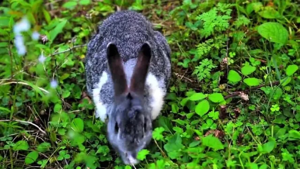 Tierwelt RABBIT 2