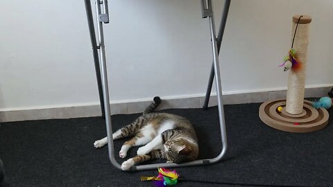 Playful Cat Has Much Energy in Summer