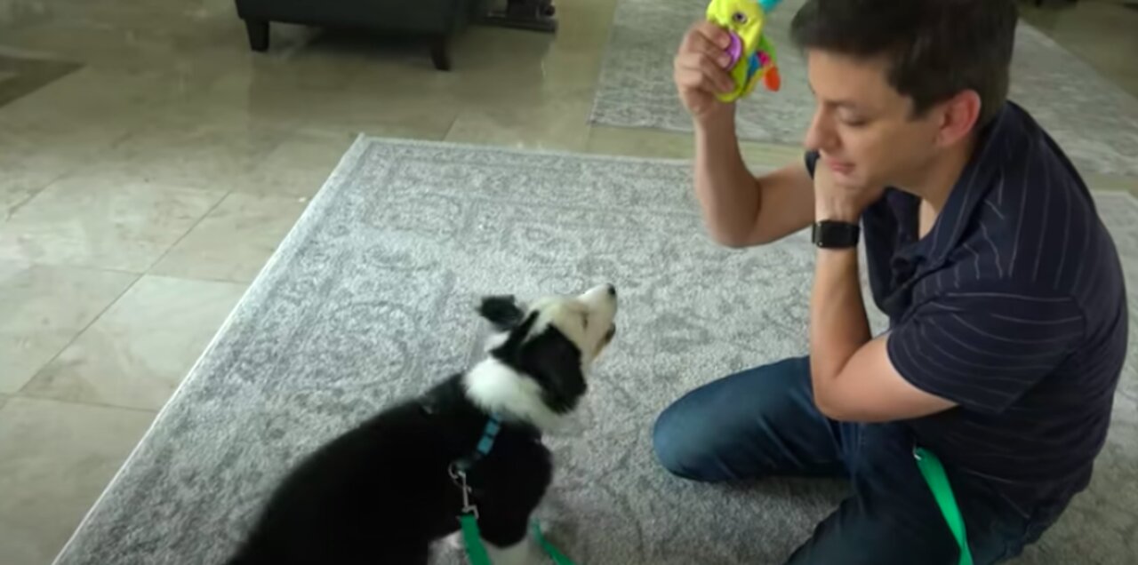 Dog Training Fundamentals (Watch this before any other dog training video)