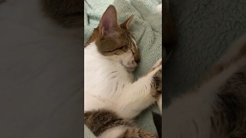 My Baby Sleeps