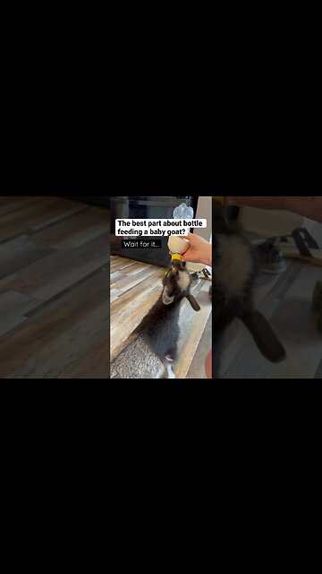 Feeding a Bottle Baby Goat BEST PART #shorts