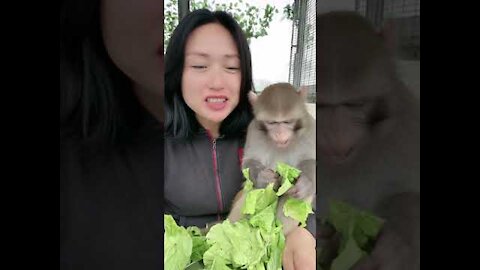 Funny monkey clip videos