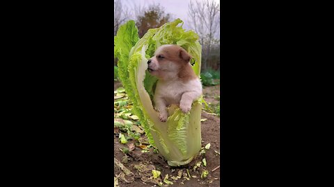 Puppy chewing cabbage