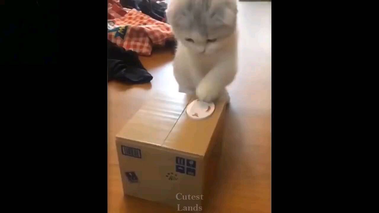 Adorable cats being hilarious