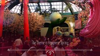Japanese Spring at Bellagio