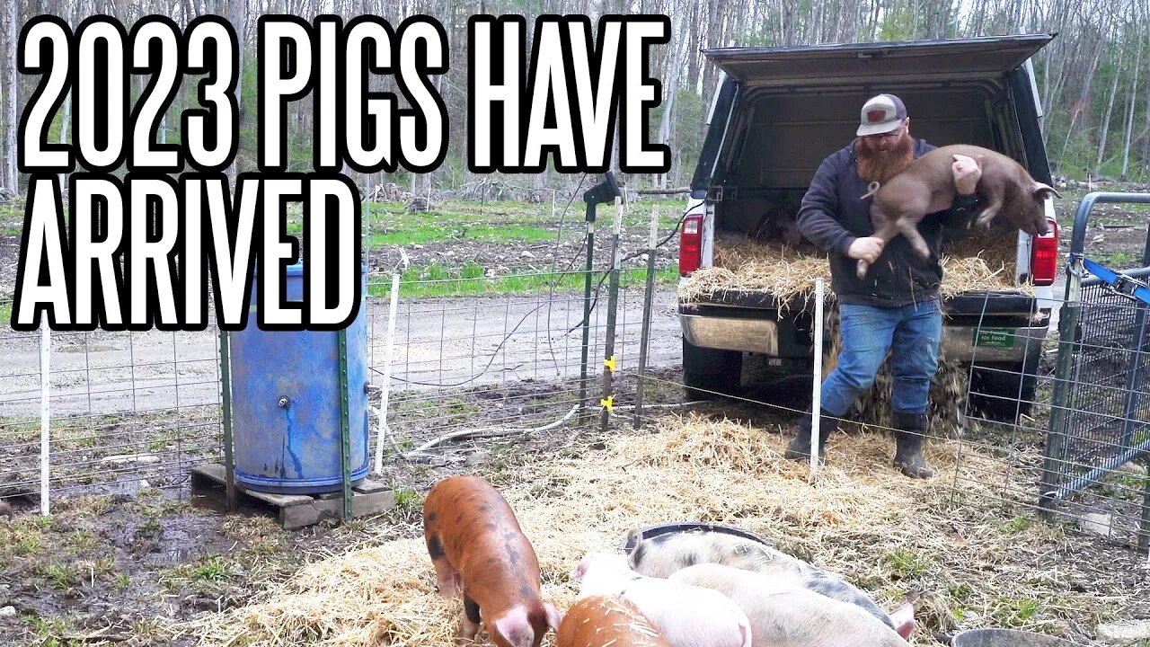 Using My Truck As A Livestock Trailer For Our New Pigs