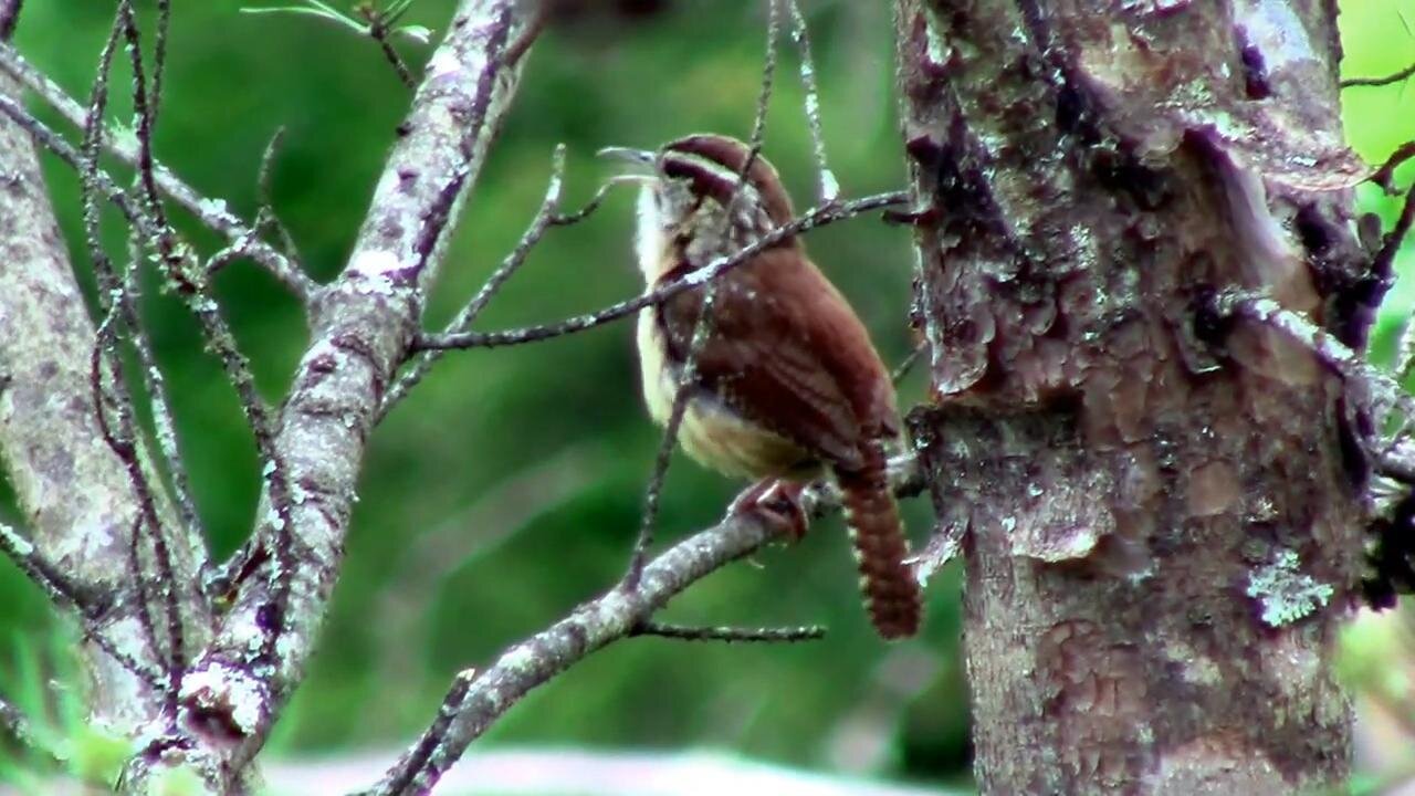 Carolina Wren Calling It's Little Head Off