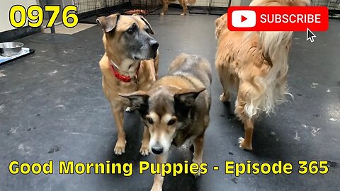 [0976] GOOD MORNING PUPPIES - EPISODE 365 [#dogs #doggos #doggies #puppies #dogdaycare]