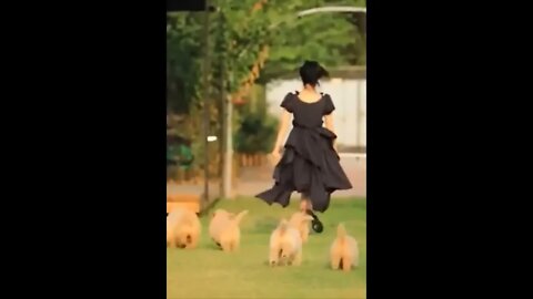 Funny and Cute Golden Retriever Puppy Moments Compilation
