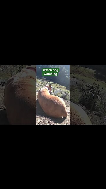 Farm surveillance. Watch dog